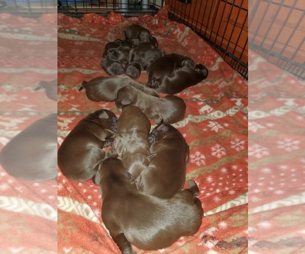 Medium Photo #1  Breeder Profile in FLORA, IL, USA