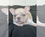 Small breeder photo
