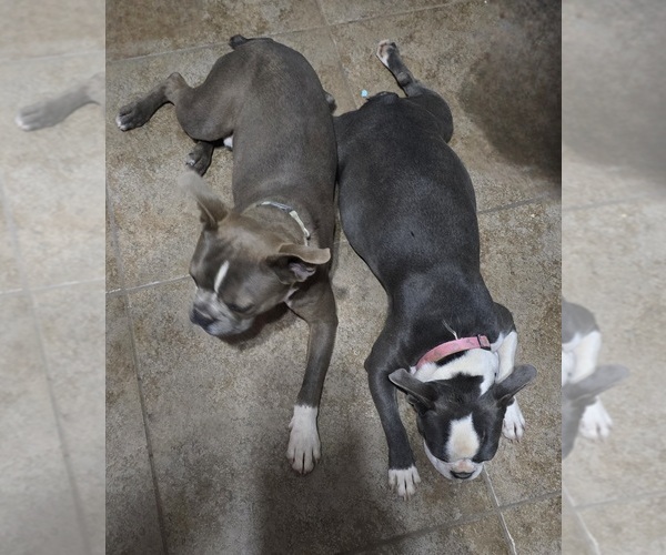 Medium Photo #1  Breeder Profile in RED ROCK, AZ, USA
