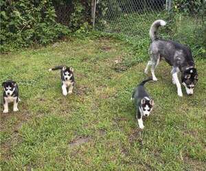 Medium Breeder Profile Photo