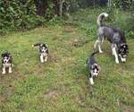 Small breeder photo
