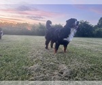 Small #3 Breeder Profile image