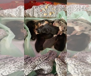Bulldog Dog Breeder near HOUMA, LA, USA