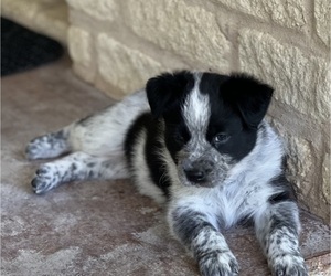 Texas Heeler Dog Breeder near GOLDTHWAITE, TX, USA