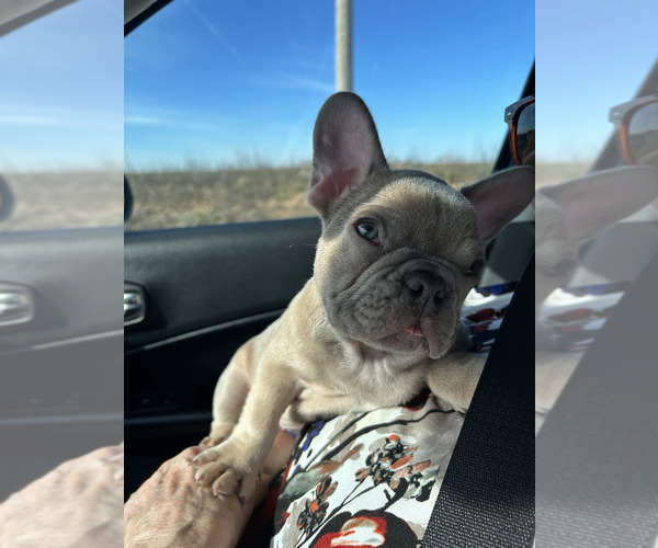 Medium Photo #10  Breeder Profile in AMARILLO, TX, USA