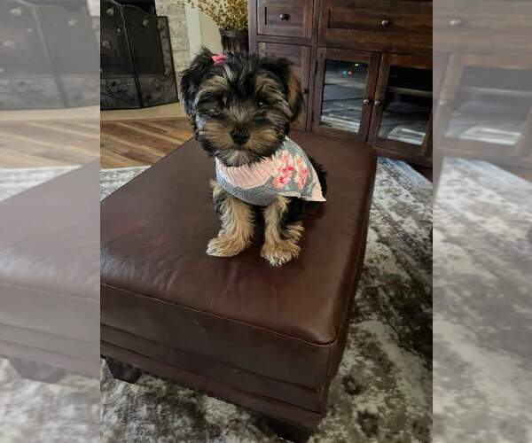 Medium Photo #1  Breeder Profile in GRAND BAY, AL, USA