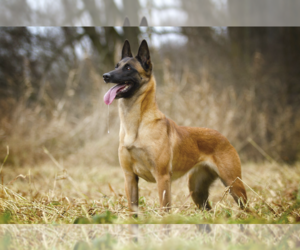 Belgian Malinois Dog Breeder in GLENDALE,  USA