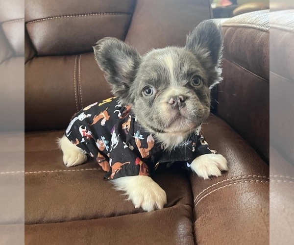 Medium Photo #1  Breeder Profile in VICTORVILLE, CA, USA