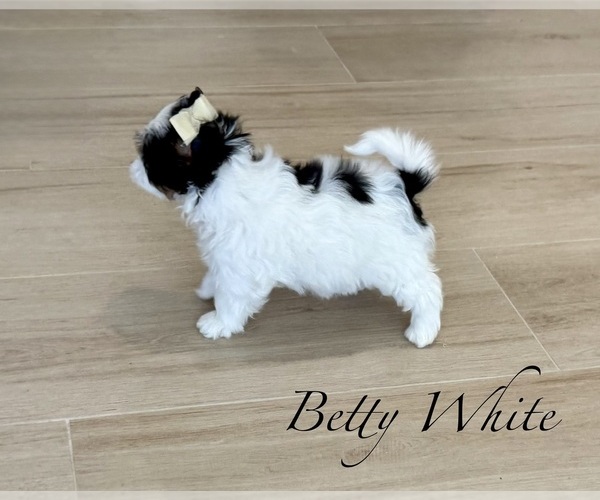 Medium Photo #14  Breeder Profile in PLANO, TX, USA