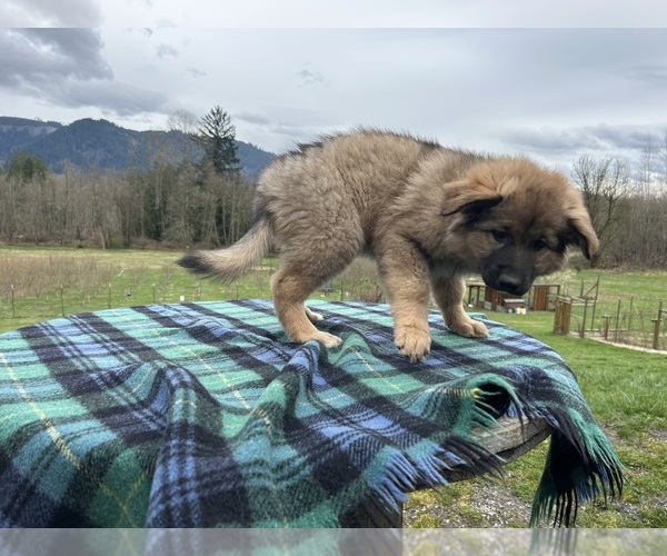 Medium Photo #8  Breeder Profile in DEMING, WA, USA