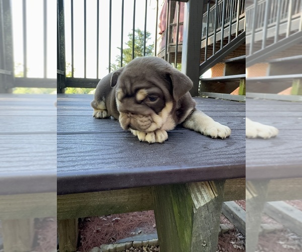 Medium Photo #3  Breeder Profile in RINGGOLD, GA, USA