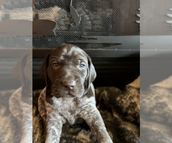 Medium Photo #23  Breeder Profile in BOONVILLE, IN, USA