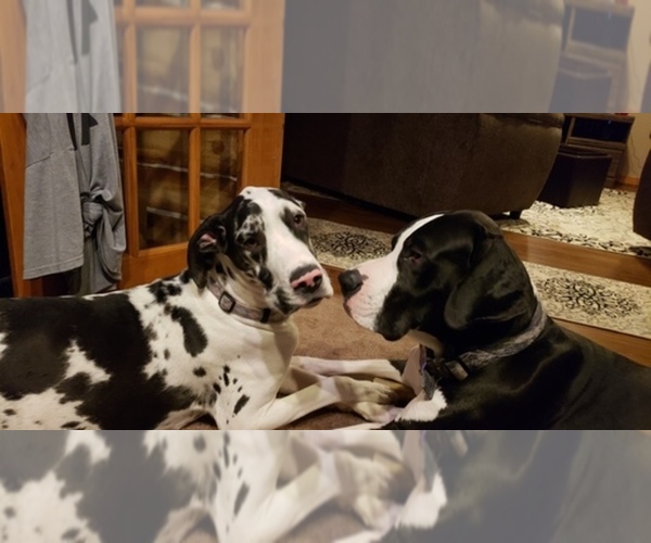 Medium Photo #1  Breeder Profile in BATEMAN, WI, USA