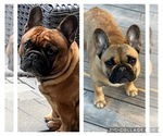 Small #1 Breeder Profile image