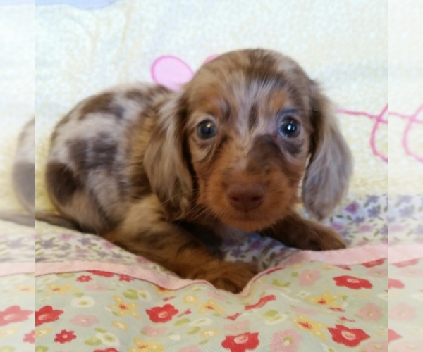 Medium Photo #1  Breeder Profile in BATESBURG, SC, USA