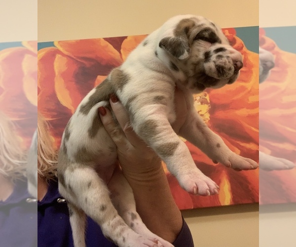 Medium Photo #4  Breeder Profile in CLANTON, AL, USA