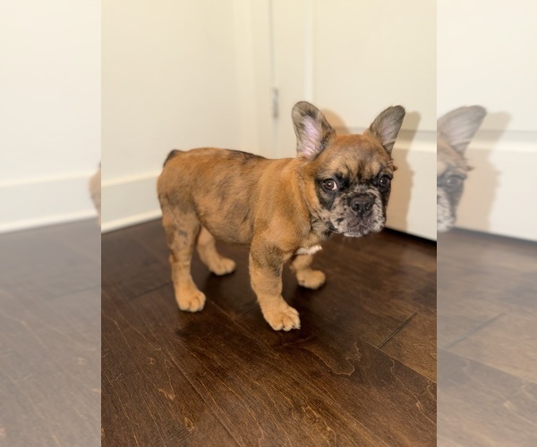 Medium Photo #1  Breeder Profile in LITHONIA, GA, USA