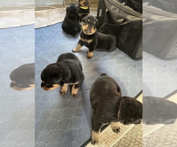 Medium Photo #4  Breeder Profile in WINDSOR, ME, USA