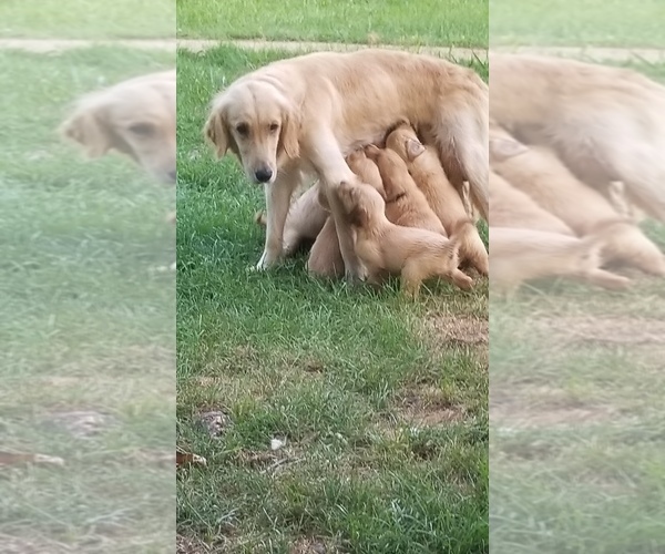 Medium Photo #1  Breeder Profile in SPARTA, NC, USA