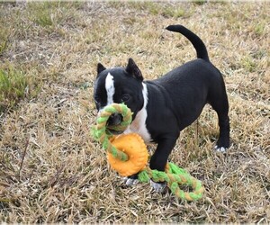 American Bully Dog Breeder near KILLEEN, TX, USA
