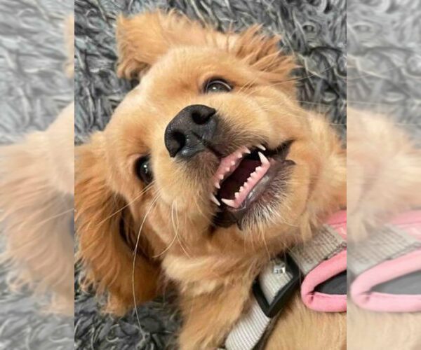 Medium Photo #18  Breeder Profile in Aylmer, Ontario, Canada