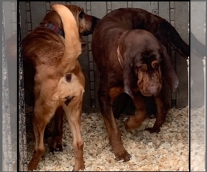 Bloodhound Dog Breeder near N LITTLE ROCK, AR, USA