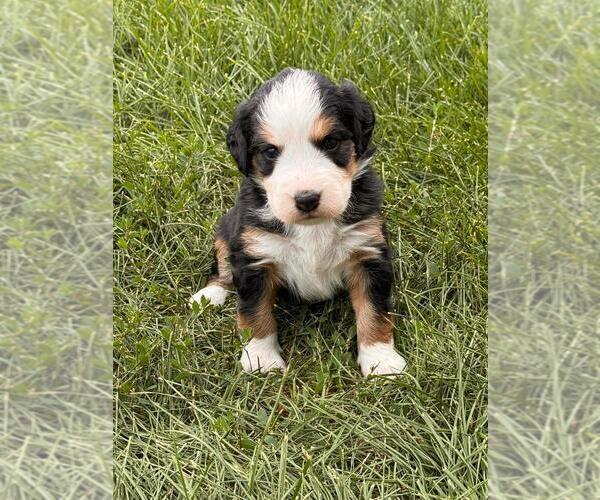Medium Photo #9  Breeder Profile in LONGMONT, CO, USA
