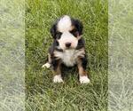 Small #8 Breeder Profile image