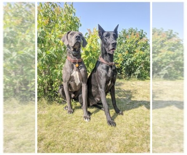 Medium Photo #1  Breeder Profile in AMMON, ID, USA