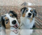 Small breeder photo