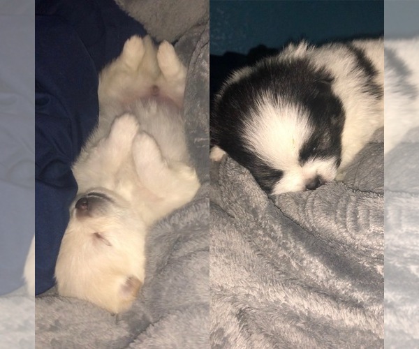 Medium Photo #1  Breeder Profile in EL PASO, TX, USA