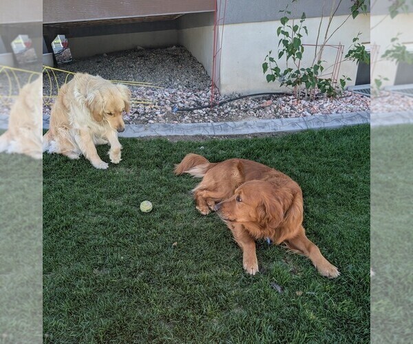 Medium Photo #32  Breeder Profile in DOLORES, CO, USA