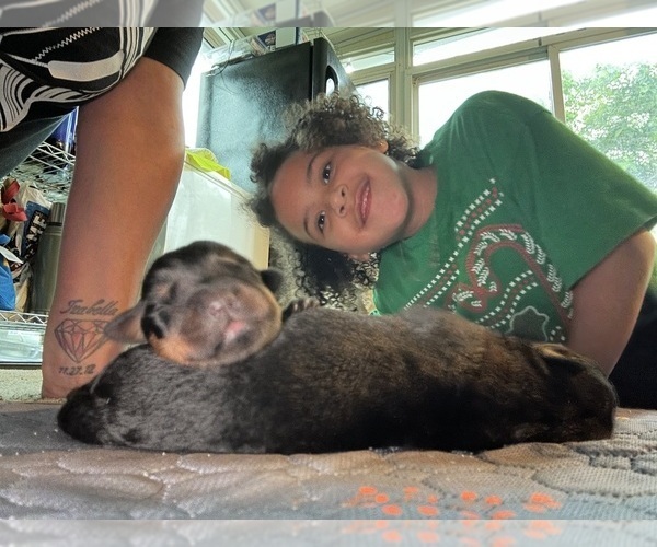 Medium Photo #14  Breeder Profile in TOMS RIVER, NJ, USA