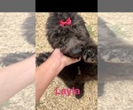 Small #2 Breeder Profile image