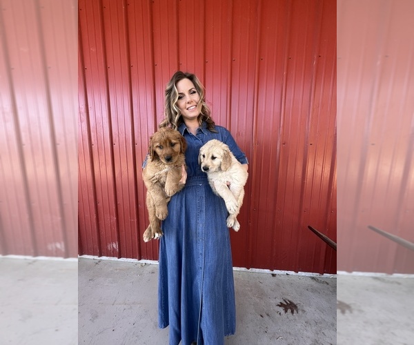 Medium Photo #1  Breeder Profile in VERMONTVILLE, MI, USA