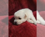 Small #74 Breeder Profile image