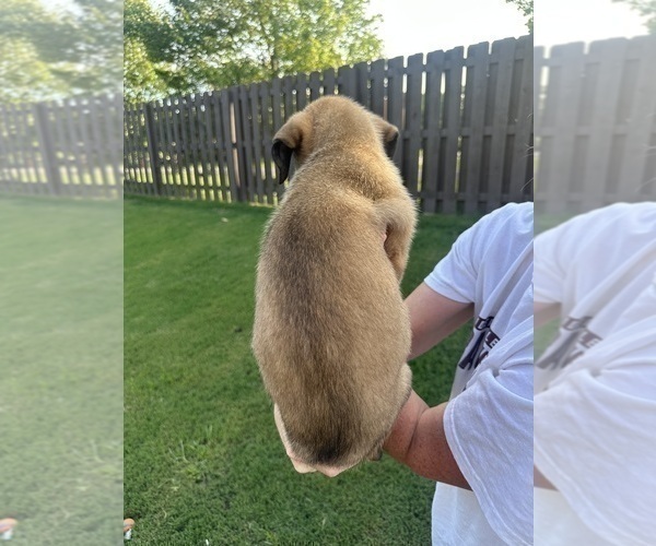 Medium Photo #14  Breeder Profile in ATHENS, AL, USA