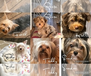 Yorkshire Terrier Dog Breeder near MILLBROOK, AL, USA