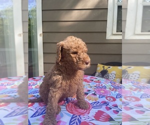 Labradoodle-Poodle (Standard) Mix Dog Breeder near DOUGLASVILLE, GA, USA