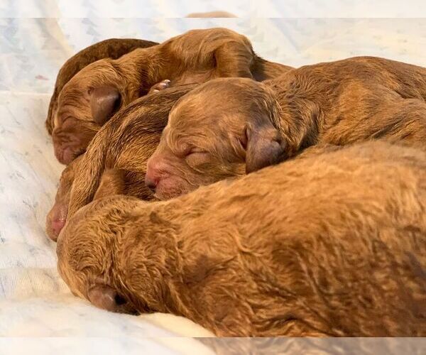 Medium Photo #1  Breeder Profile in MANALAPAN, NJ, USA