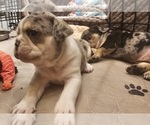 Small #43 Breeder Profile image