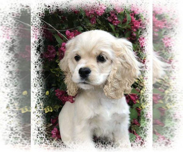 Medium Photo #40  Breeder Profile in Aylmer, Ontario, Canada