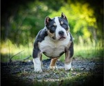 Small #1 Breeder Profile image