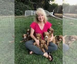 Australian Labradoodle Dog Breeder near DURHAM, CA, USA