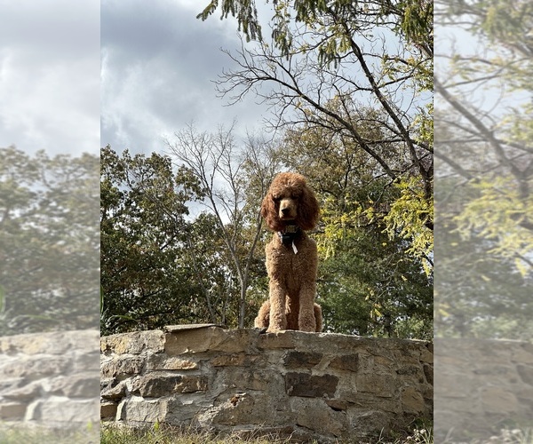 Medium Photo #15  Breeder Profile in POWELL, TN, USA