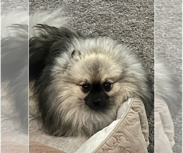 Medium Photo #1  Breeder Profile in HARRISVILLE, MI, USA