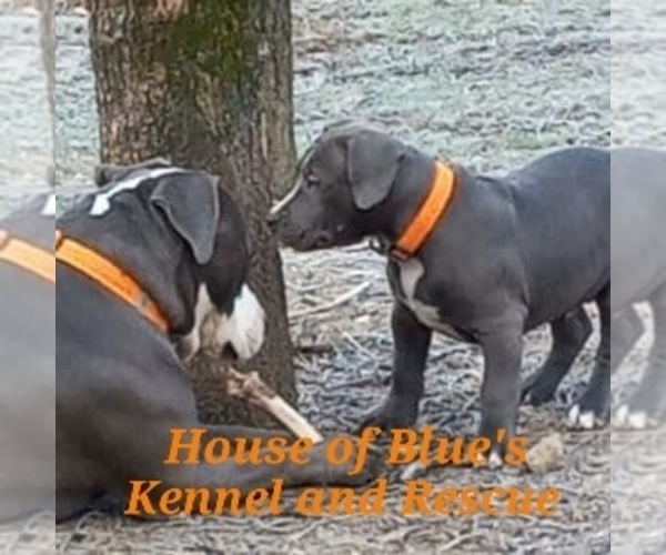 Medium Photo #1  Breeder Profile in DELAWARE, OH, USA