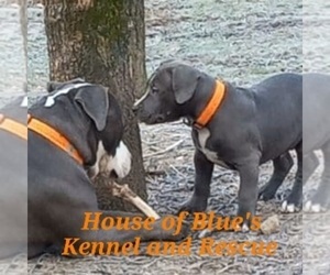 American Pit Bull Terrier Dog Breeder near DELAWARE, OH, USA