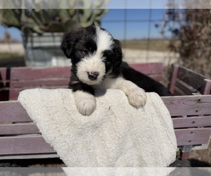 Old English Sheepdog Dog Breeder near CLEBURNE, TX, USA