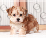 Small breeder photo